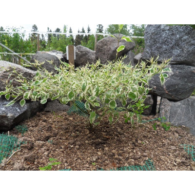 Lännenpagodikanukka 'Argentea' (Cornus alternifolia ’Argentea')
